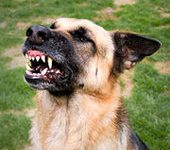 BVA supports MPs’ call for overhaul of ineffective dangerous dogs law