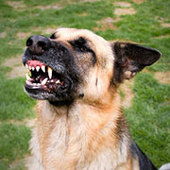 BVA supports MPs’ call for overhaul of ineffective dangerous dogs law