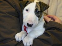 Puppy power: new-look resource empowers pet owners to buy a healthy puppy from a responsible breeder