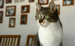 BVA shares seven tips to help pet owners and livestock keepers use antibiotics responsibly