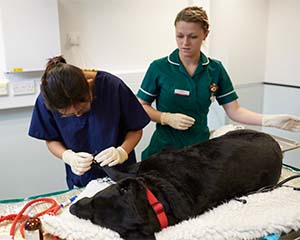 Shortage of Isoflurane