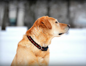 Vets offer advice to keep pets warm during the cold snap